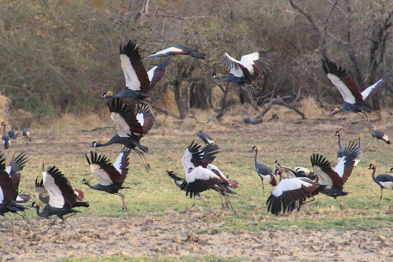 Hasta la mitad de las especies de aves que utilizan el flyway africano-eurasiático están en declive