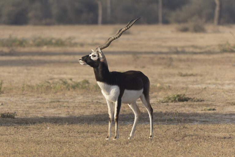 Nepal’s plan to release blackbucks into tiger country raises red flags