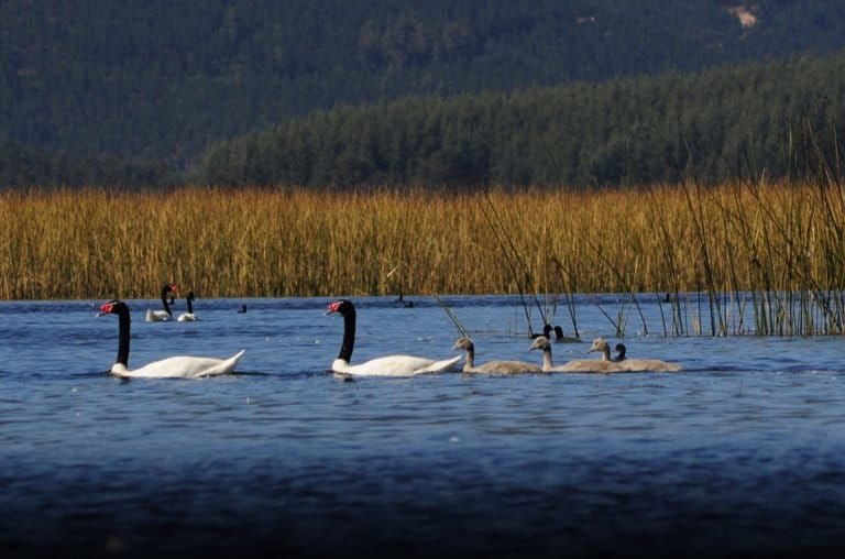 Chile: la influenza aviar está afectando más a cisnes de cuello negro y otras aves de agua dulce