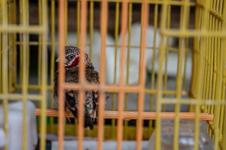 More than a million live birds imported to Asia in 15 years, report finds