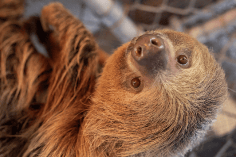 La tragedia de decenas de osos perezosos exportados a EE.UU., influenza aviar mata a aves en Chile, el extractivismo en un corredor de pueblos en aislamiento en Perú y más