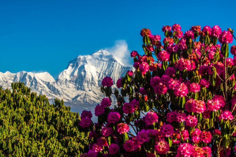 Nepal’s rhododendron tourism sparks unchecked liquor trade concerns