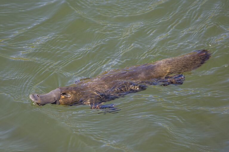 Reintroduced platypus population ‘tracking well’ in Australia’s oldest national park