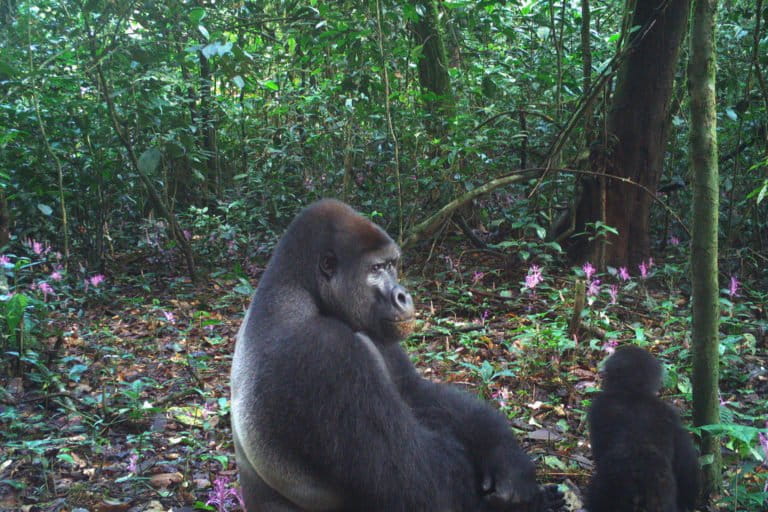 Report alleges élite ties behind logging permits in Cameroon’s Ebo Forest