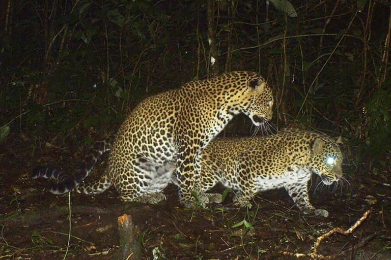 Estudio destaca la importancia de la reforestación para la supervivencia de los leopardos de Java