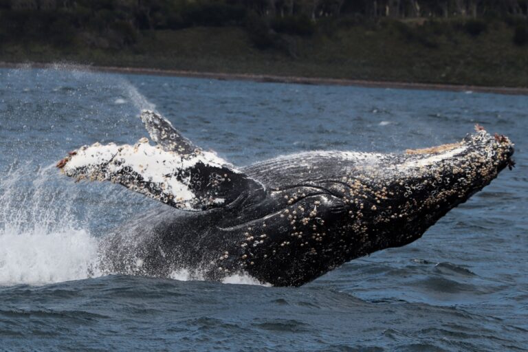 Argentina: las ballenas jorobadas regresaron al Canal Beagle en busca de alimento