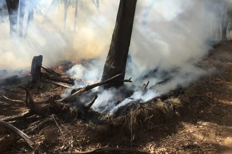La salud declinante de los árboles australianos es tan grave como los incendios forestales (comentario)