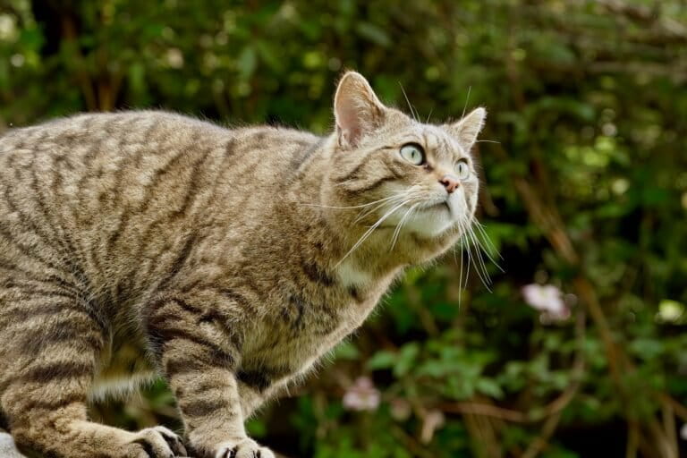 El gato silvestre europeo se balancea entre recuperación y extinción local