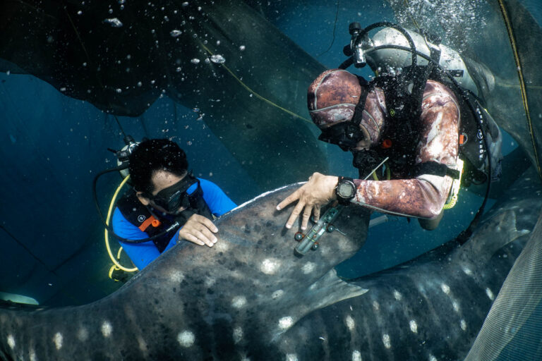 Un estudio de 10 años sobre tiburones ballena ayuda a crear una nueva área protegida en Indonesia