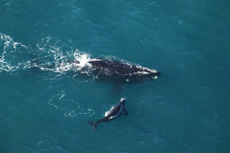 Un auge de ballenas azules en el Atlántico Norte, pero la extinción sigue siendo una amenaza