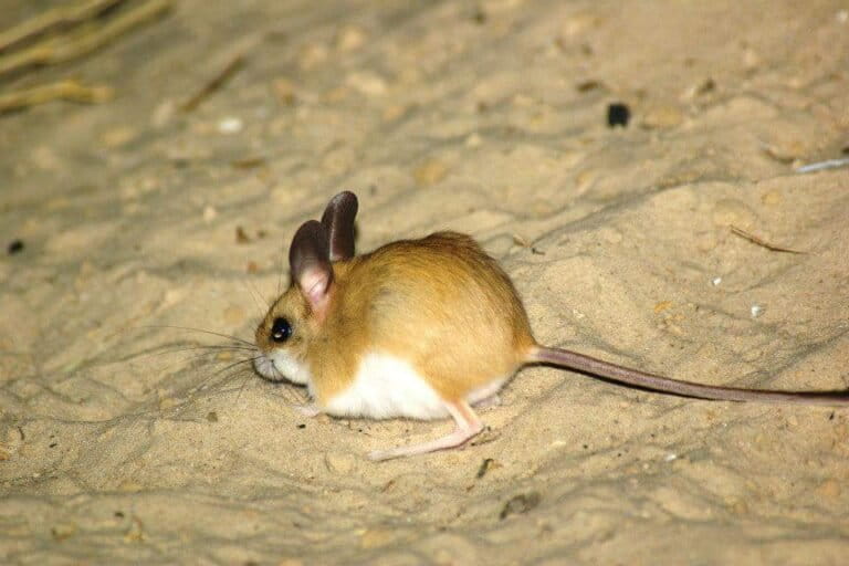 Estudio encuentra que el 40% de las especies dependientes del suelo están amenazadas o con datos insuficientes
