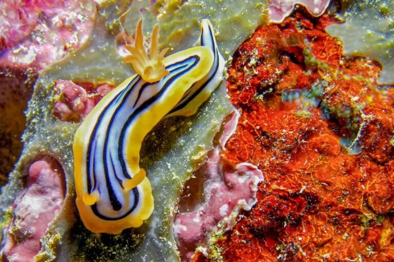 New conservation effort launched to protect coral reefs in Yap