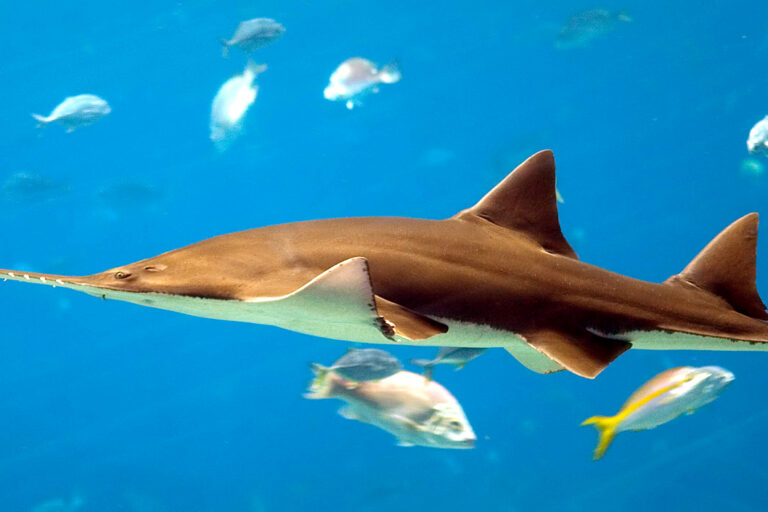 Sawfish en Sri Lanka pueden estar ‘funcionalmente extintos’, pero refugios permanecen