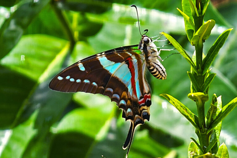EE.UU. propone protecciones para una mariposa jamaicana en peligro de extinción