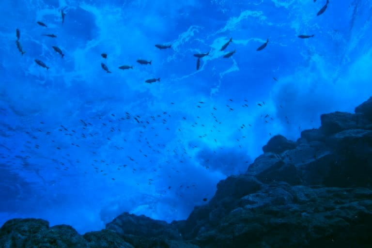 Perú: más de 400 científicos instan al Congreso a aprobar ley para efectivo resguardo de áreas marinas protegidas