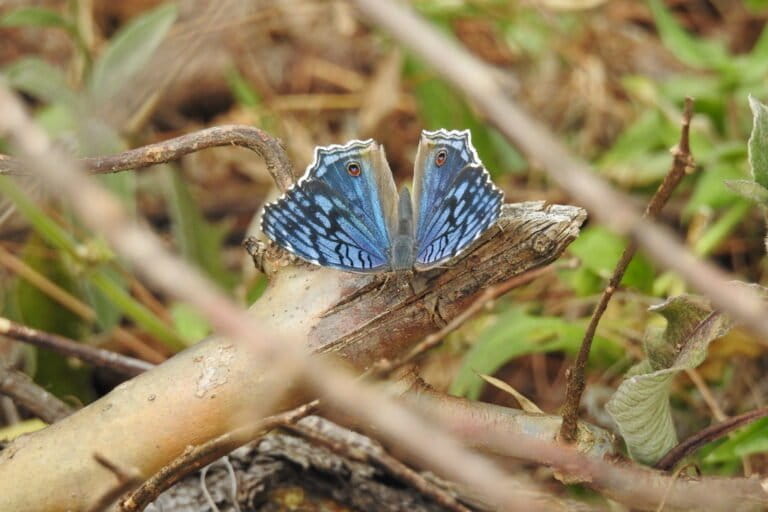 New survey methods uncover new insights into Madagascar’s biodiversity
