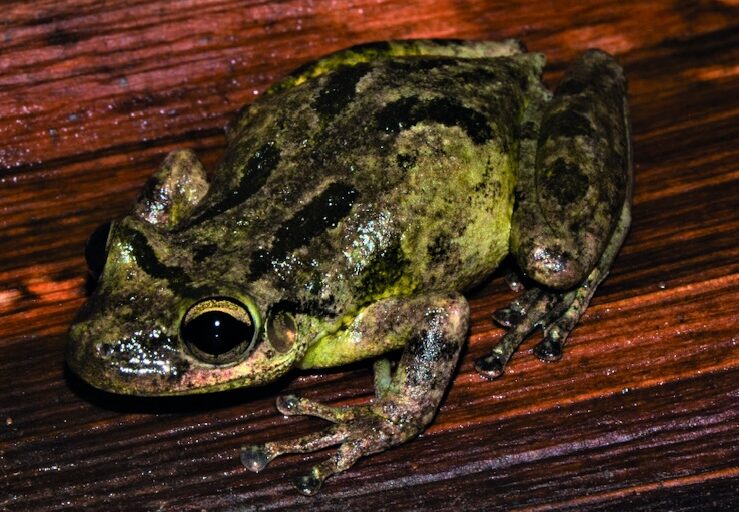 Se detectan microplásticos en renacuajos en la Amazonía por primera vez