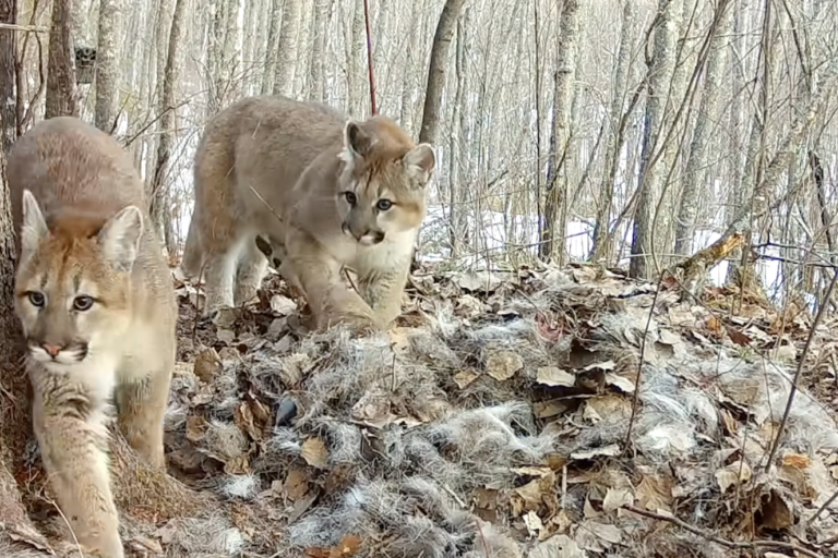 Three baby pumas born in Minnesota, US, is a first in more than 100 years