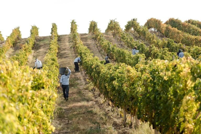 Los viticultores restauran el patrimonio del vino de Armenia mientras protegen los ecosistemas