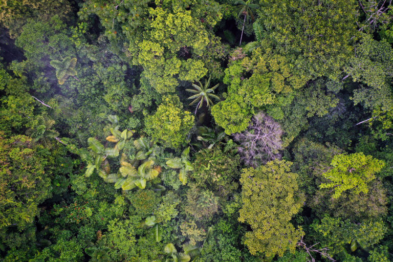 The Amazon’s path from crisis to durability