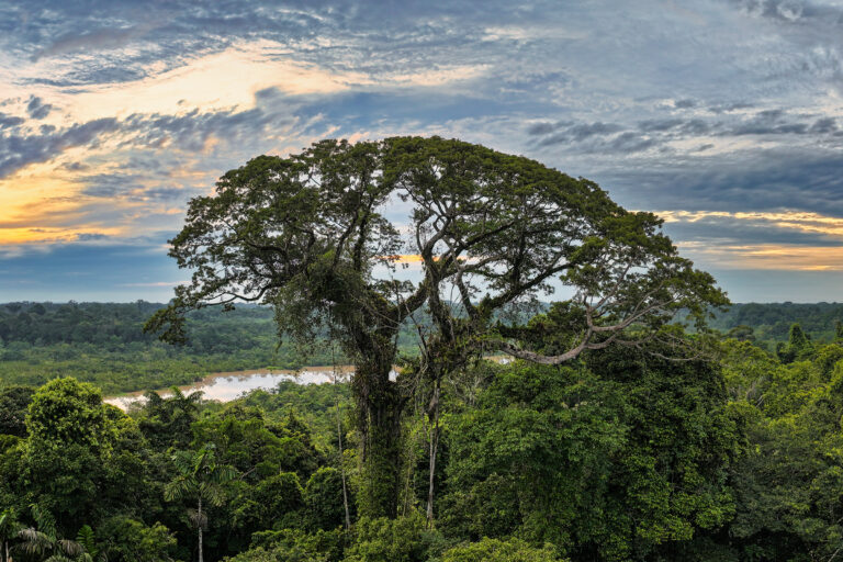 Will my president save the Amazon? (commentary)