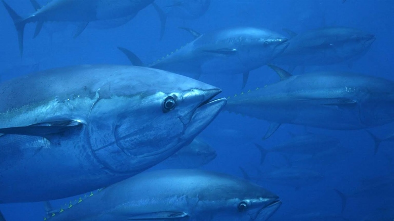 Who controls Indian Ocean tuna?