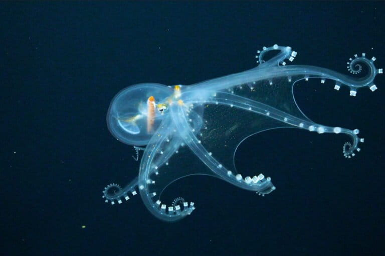 As economic case for deep-sea mining weakens, industry should halt urgency to begin operation (commentary)