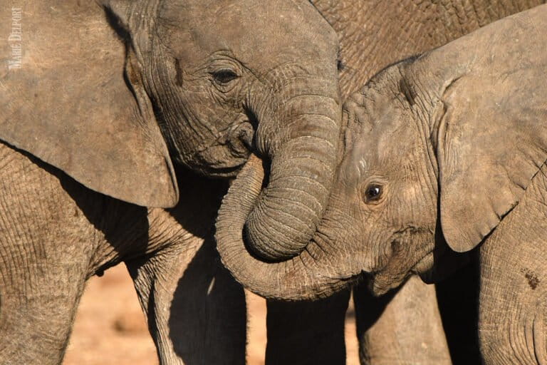 Trump called trophy hunting a “horror show,” but permitted 300-plus elephant trophy imports in 2025