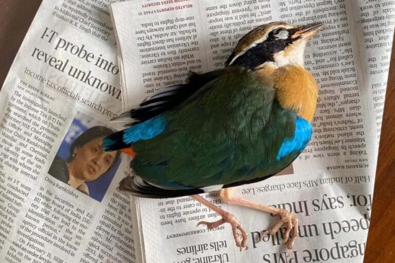 Pocos en la India rastrean colisiones de aves con vidrio en edificios
