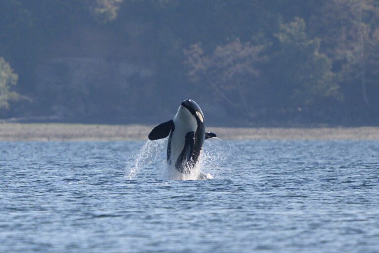 AI listens for endangered orcas to help reduce underwater noise exposure