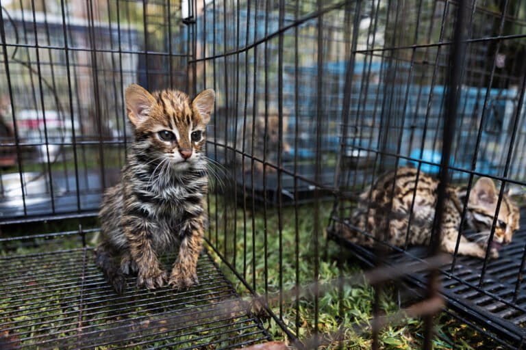 En Tailandia, plantaciones de caña quemadas se convierten en trampas para cubs de gato montés