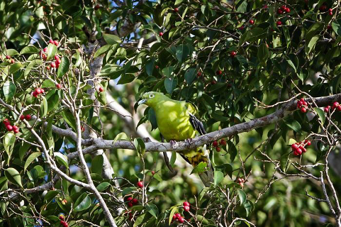 Timor green pigeon could go extinct without immediate action, study finds