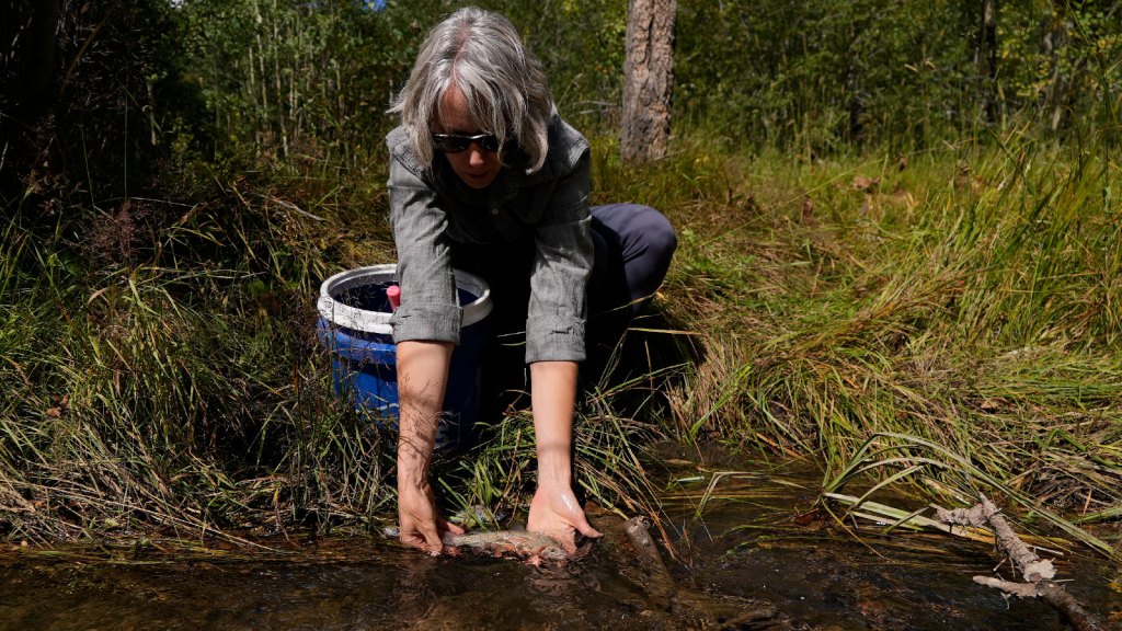 Trout, farmers, and cities are competing for the same water in the Southwest