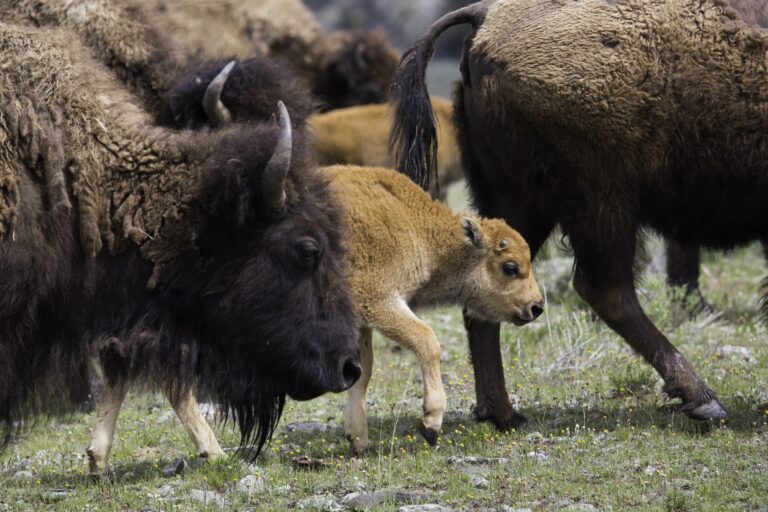 Trump administration repeals rule that allowed bison to graze on public lands