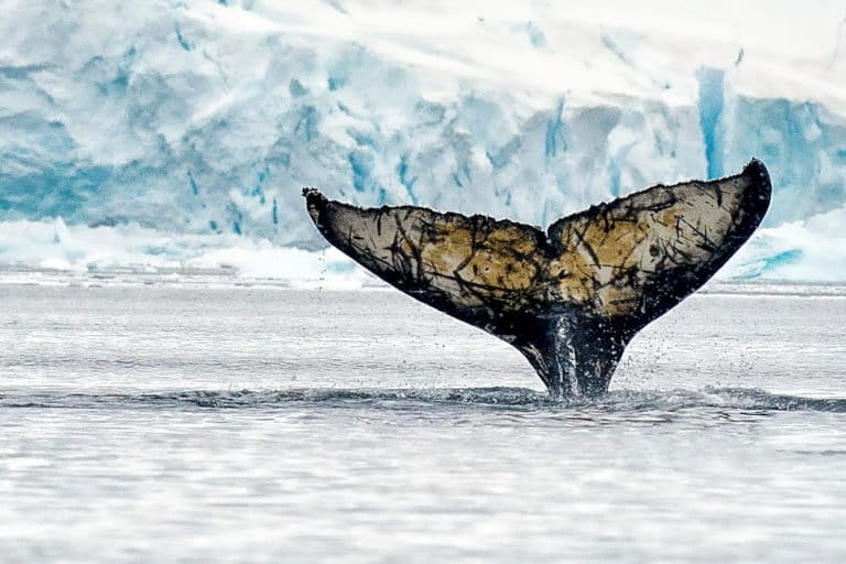 Protect Antarctic krill to preserve the health of Africa’s coastal communities (commentary)