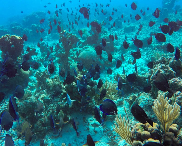 Freedivers, leftover cables and bits of clay: Cuba gets inventive to save its pristine reefs amid US blockade
