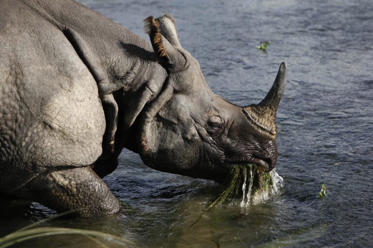 Nepal’s rhino translocation looks good in numbers, but not so much in habitat