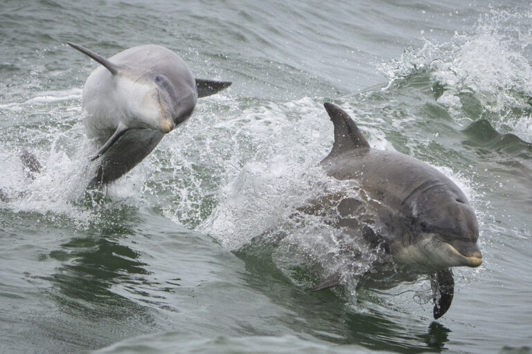 Global ocean faces ‘deepening crisis,’ but governance is improving: UN report