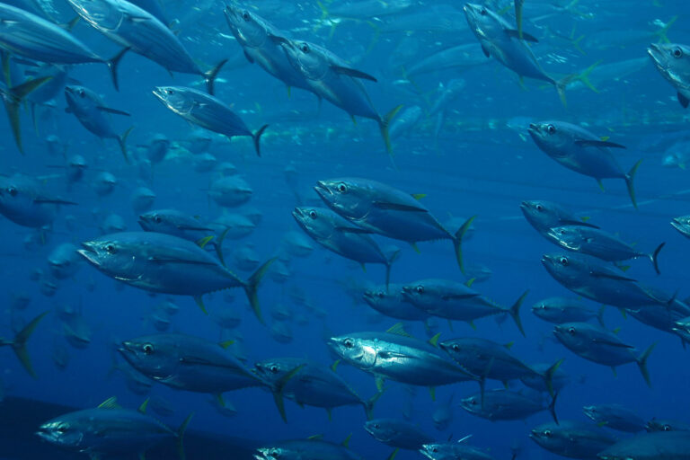 Tuna are rebounding. The work is far from done.
