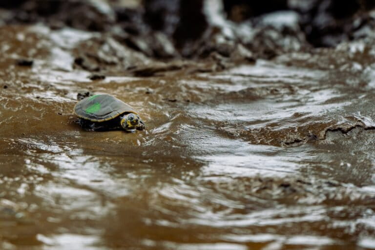 Lo más leído | Violencia digital contra defensores en México, el cuestionado acuerdo entre el gobierno de Bolivia y cooperativas mineras, conservación de tortugas en Ecuador y más