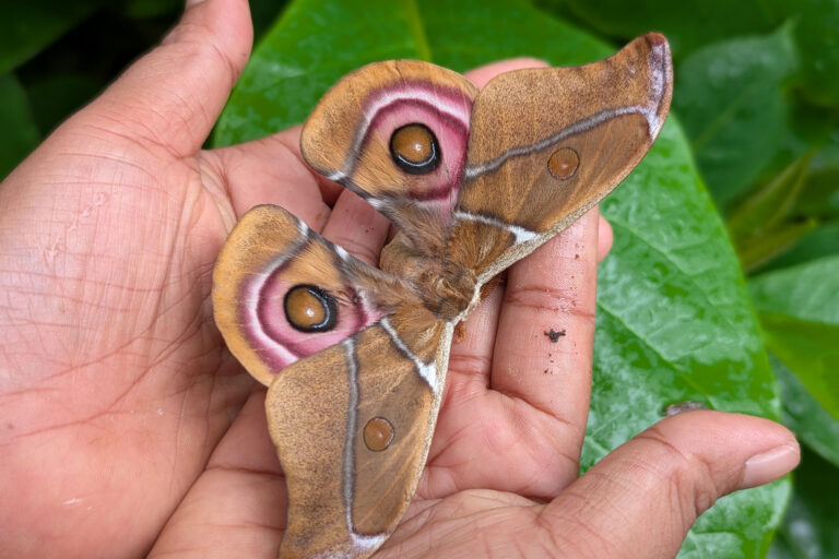 How silk caterpillars became a tool for conservation in Madagascar