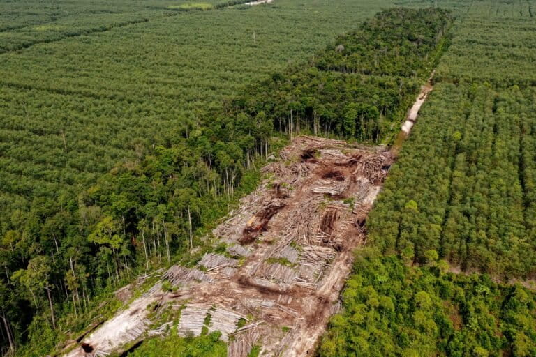 Pulp and paper giant APRIL adds major deforesters as suppliers after revising sustainability policy