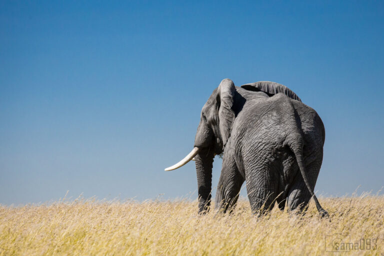 Huge ivory bust raises questions about follow-up investigations in Tanzania