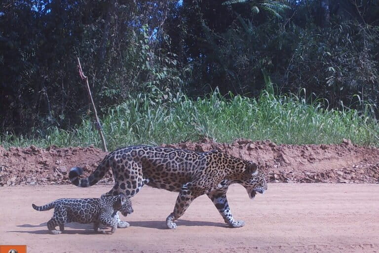 ¿Puede la inteligencia artificial proteger la biodiversidad en América Latina? | ECO Lara Campiglia