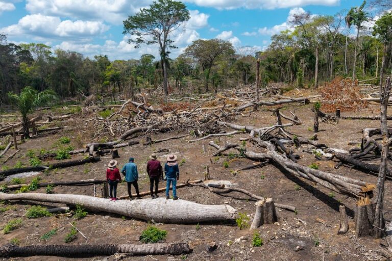 Amazonía Traficada: nace VISTA, la herramienta que revela el asedio y la deforestación en tierras indígenas de Bolivia