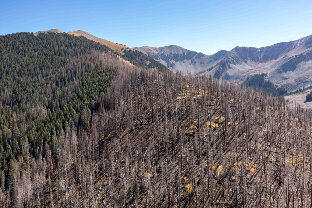 A través de los ecosistemas, los organismos muertos ayudan a moldear el mundo vivo