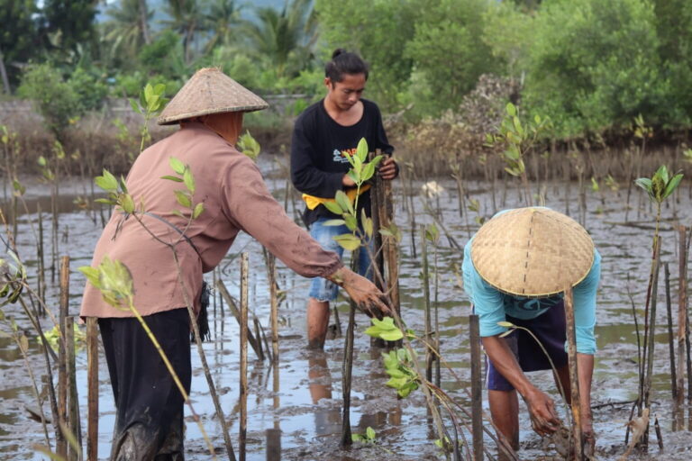 In Indonesia’s Lombok, fishers find food security tied to mangrove reforestation
