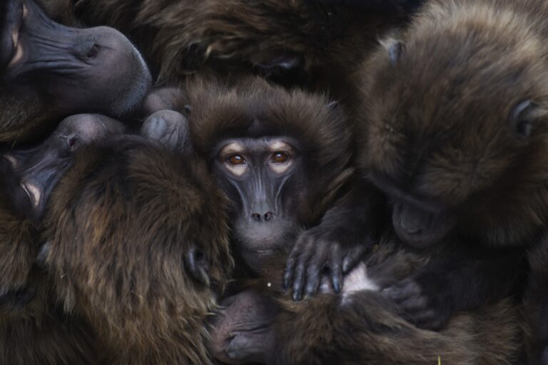 Gelada monkeys huddle in the cold: Photo of the week
