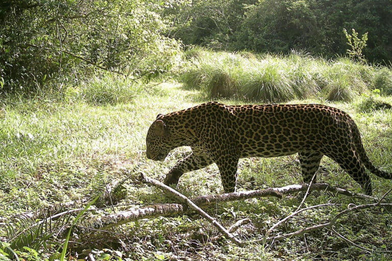 La búsqueda de reconectar la selva imperilada en África Occidental