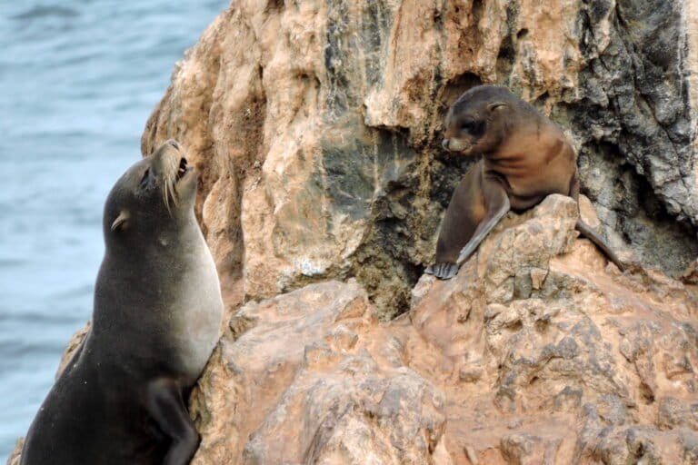Reportaje fotográfico | La travesía por un paraíso natural de Perú que alberga pingüinos, lobos marinos y millones de aves